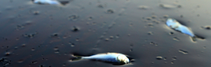 La contaminación en los mares