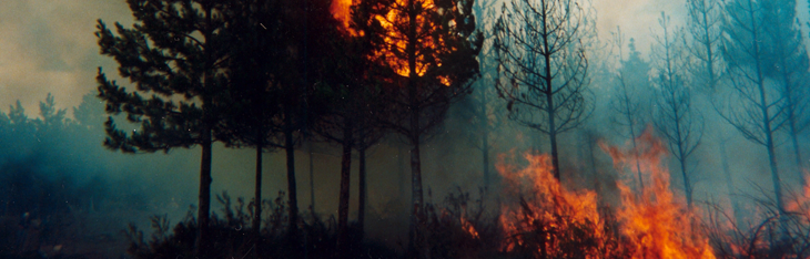 Las causas de los incendios forestales