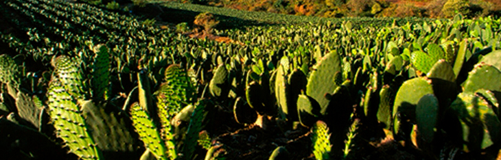 El nopal como fuente de energía renovable